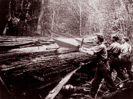 sepia historical photograph of men sawing a log in a deforestated forest